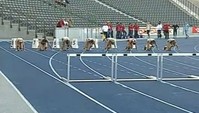 100m Hürden weibliche Jugend B
